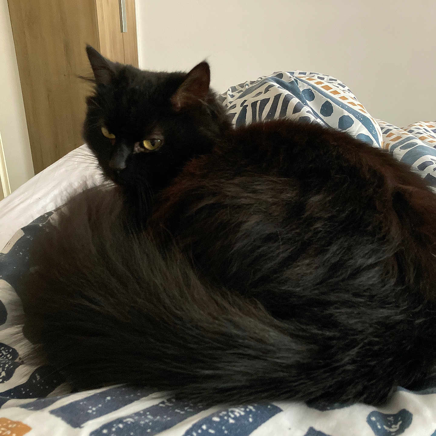 Luna a rejoint le concours — aidez-le/la à gagner de superbes lots ! animal, bed, black_cat, blanket, cat, cozy, curled_up, cute, domestic_cat, ears, feline, fur, indoor, looking_away, pet, resting, sleepy, soft, tail, whiskers