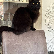 Luna participe au concours pour gagner de l'argent avec cette photo : cat, black_cat, fluffy, chair, indoor, furniture, glass_cabinet, shadow, decor, photograph, family_photo, yellow_eyes, pet, domestic_animal, sitting, feline, home, interior, curved_pattern_wallpaper, calm