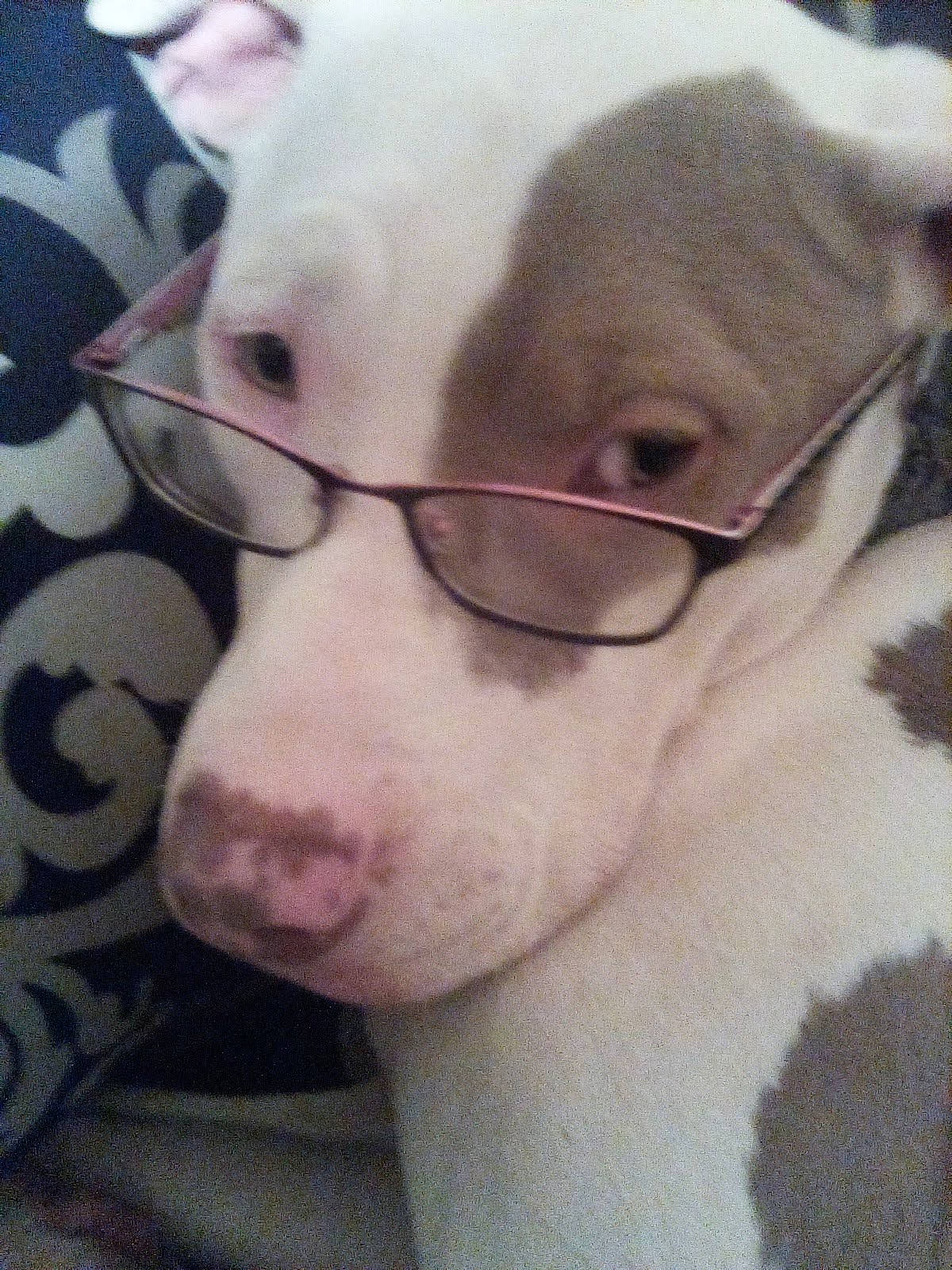 Lala is registered to the contest to win money with this photo: canidae, carnivore, collar, companion_dog, dog, dog_breed, ear, eye, eyewear, fawn, fur, glasses, head, jaw, nose, snout, sporting_group, vision_care, whiskers, working_animal