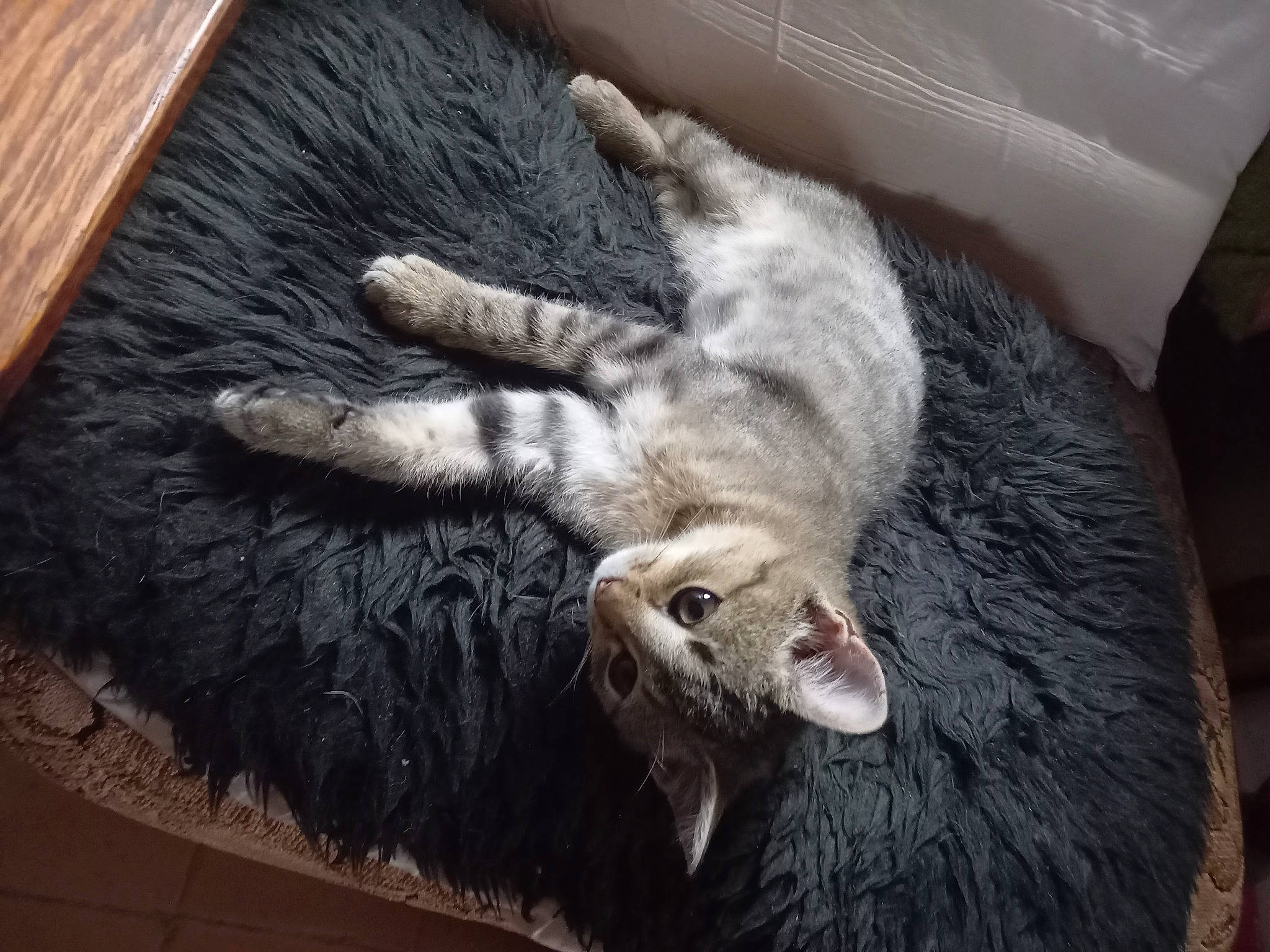 Capucin participe au concours pour gagner de l'argent avec cette photo : canidae, carnivore, cat, claw, comfort, dog_breed, domestic_short_haired_cat, felidae, fur, grey, hardwood, nap, paw, small_to_medium_sized_cats, snout, sporting_group, tail, terrestrial_animal, whiskers, wood