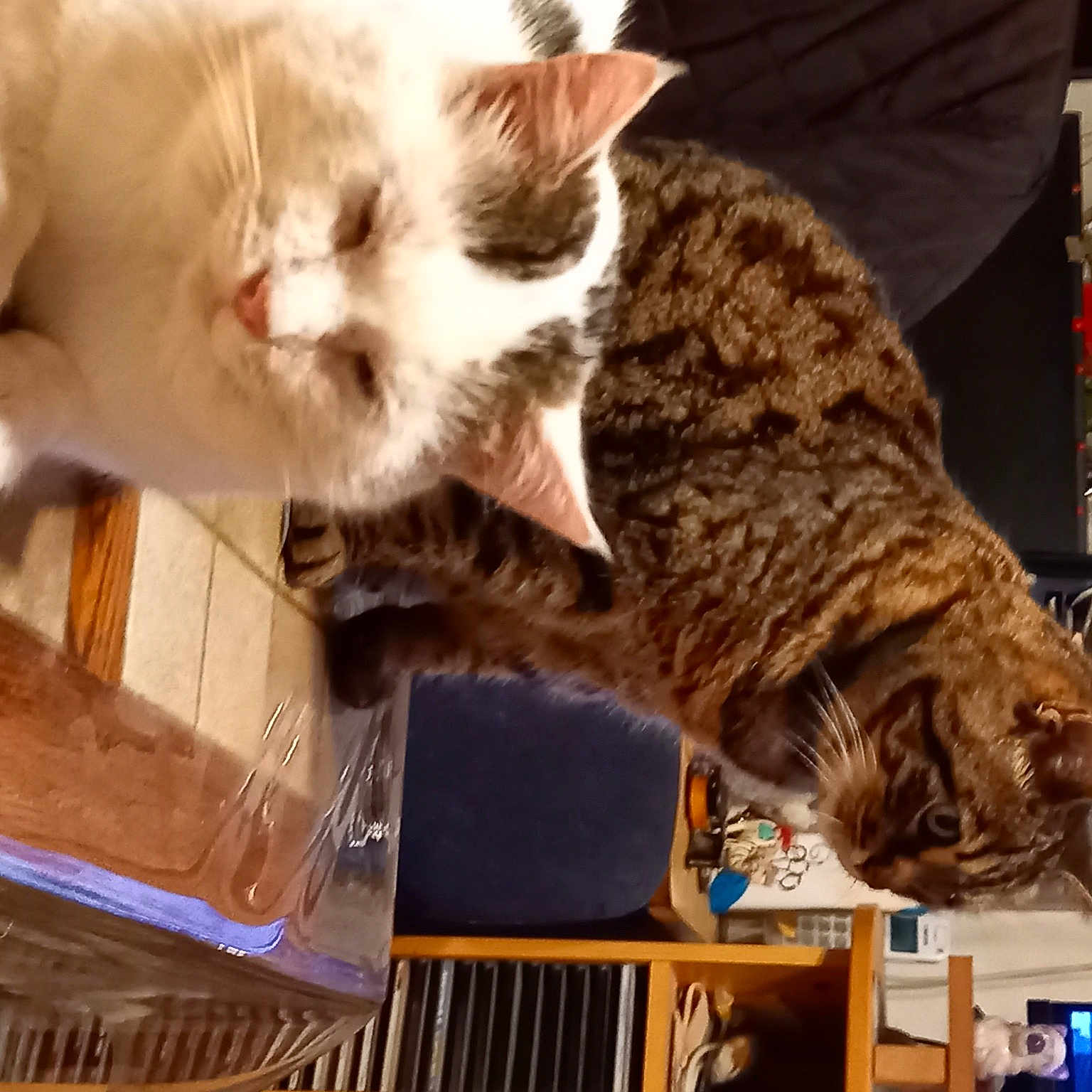 Brigand participe au concours pour gagner de l'argent avec cette photo : carnivore, cat, claw, domestic_short_haired_cat, fawn, felidae, fur, paw, small_to_medium_sized_cats, snout, tail, whiskers, wood