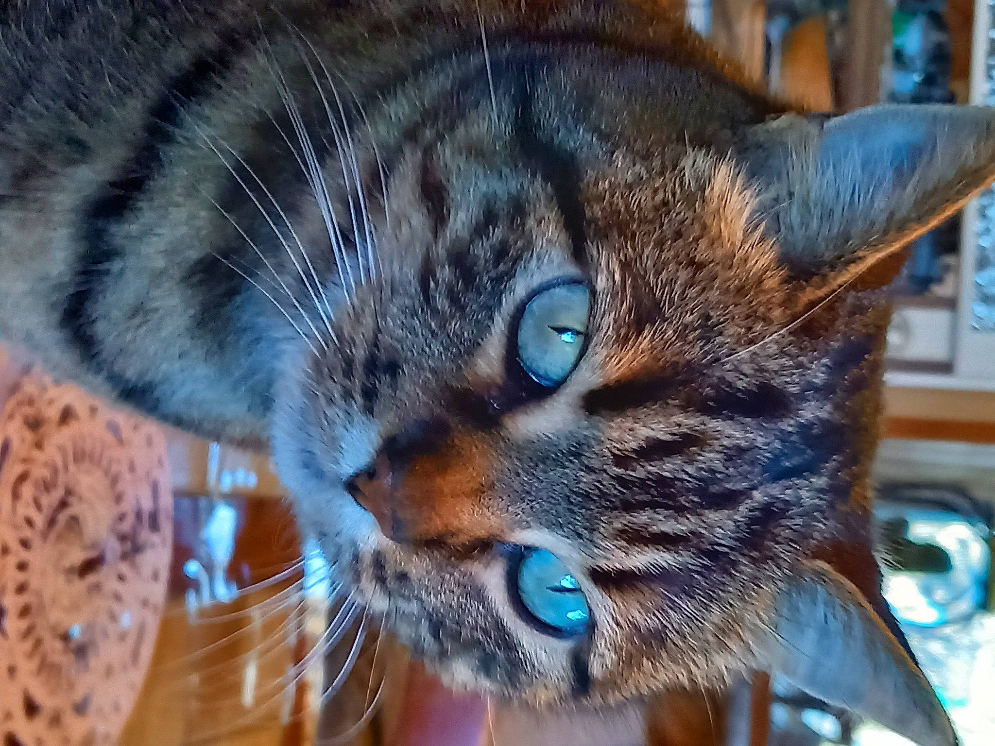 Cassie participe au concours pour gagner de l'argent avec cette photo : carnivore, cat, claw, close_up, comfort, domestic_short_haired_cat, ear, electric_blue, eye, felidae, fur, small_to_medium_sized_cats, snout, terrestrial_animal, whiskers, wildlife, window