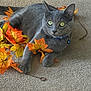 cat, gray_cat, feline, indoor, carpet, autumn_leaves, artificial_leaves, collar, bell, paws, whiskers, eyes, ears, pet, portrait, cozy, playful, sitting, home, decor