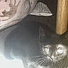 black_cat, kitten, animal, pet, indoor, blanket, wooden_furniture, table_leg, floor, shadow, face, whiskers, fur, close_up, reflection, light_glare, screen_capture, user_interface, pause_icon, text_overlay
