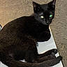 Nyxie Nova joined the competition — help win amazing prizes! black_cat, cat, pet, animal, feline, shoebox, saucony, floor, indoor, resting, lying_down, green_eyes, fur, whiskers, tail, ears, close_up, looking_at_camera, domestic_cat, box