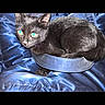 Nyxie Nova joined the competition — help win amazing prizes! black_cat, cat, pet, animal, feline, green_eyes, fur, indoor, jacket, blue, curled_up, resting, cute, whiskers, ears, looking, flash, close_up, domestic_cat, sleeping_spot