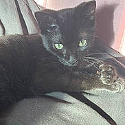 Nyxie Nova is registered to the contest to win money with this photo: black_cat, cat, feline, pet, animal, green_eyes, whiskers, fur, paw, claws, resting, indoor, soft_light, shadow, texture, fabric, pink_background, close_up, portrait, cute