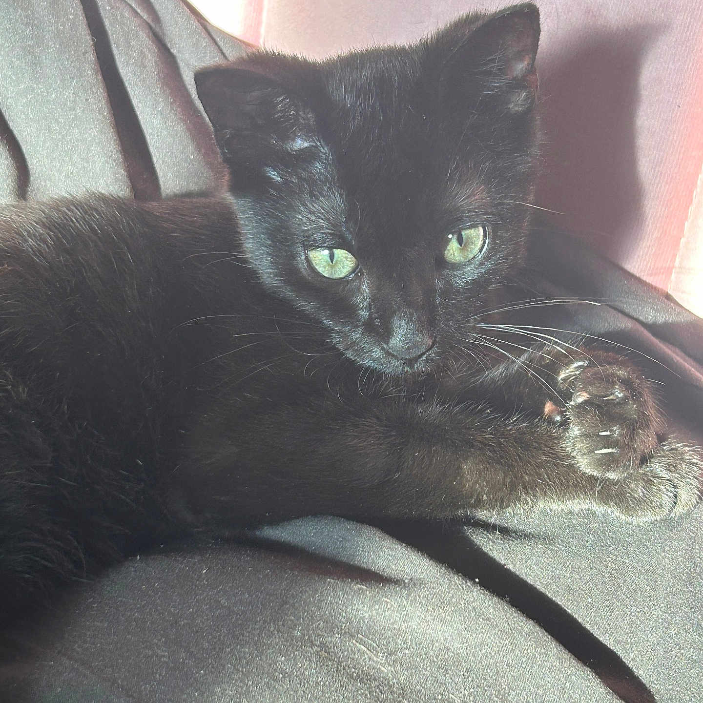 Nyxie Nova is registered to the contest to win money with this photo: black_cat, cat, feline, pet, animal, green_eyes, whiskers, fur, paw, claws, resting, indoor, soft_light, shadow, texture, fabric, pink_background, close_up, portrait, cute