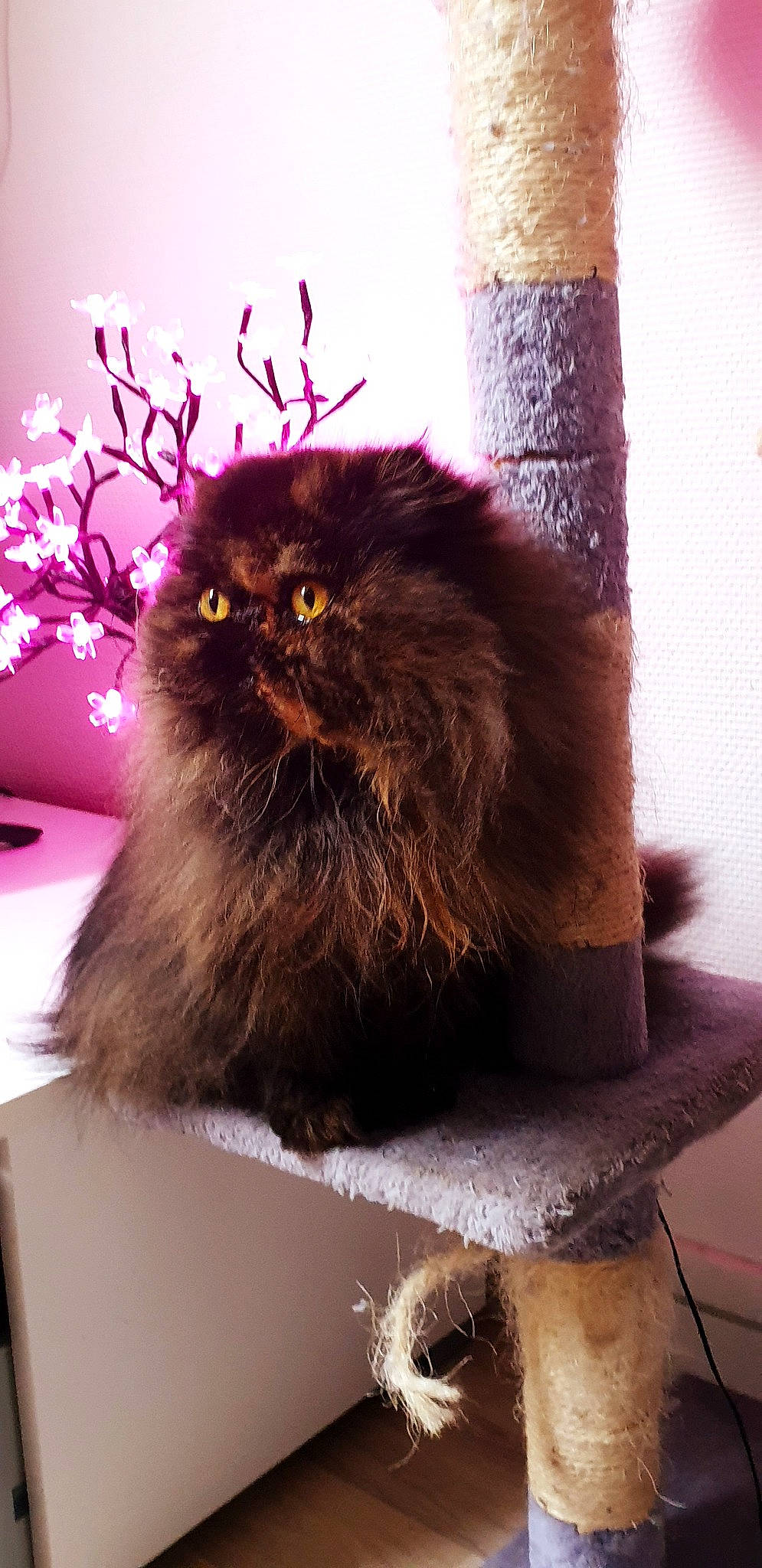 Ophélie participe au concours pour gagner de l'argent avec cette photo : asian_semi_longhair, british_longhair, british_semi_longhair, carnivore, cat, domestic_long_haired_cat, felidae, fur, himalayan, norwegian_forest_cat, persian, small_to_medium_sized_cats, whiskers