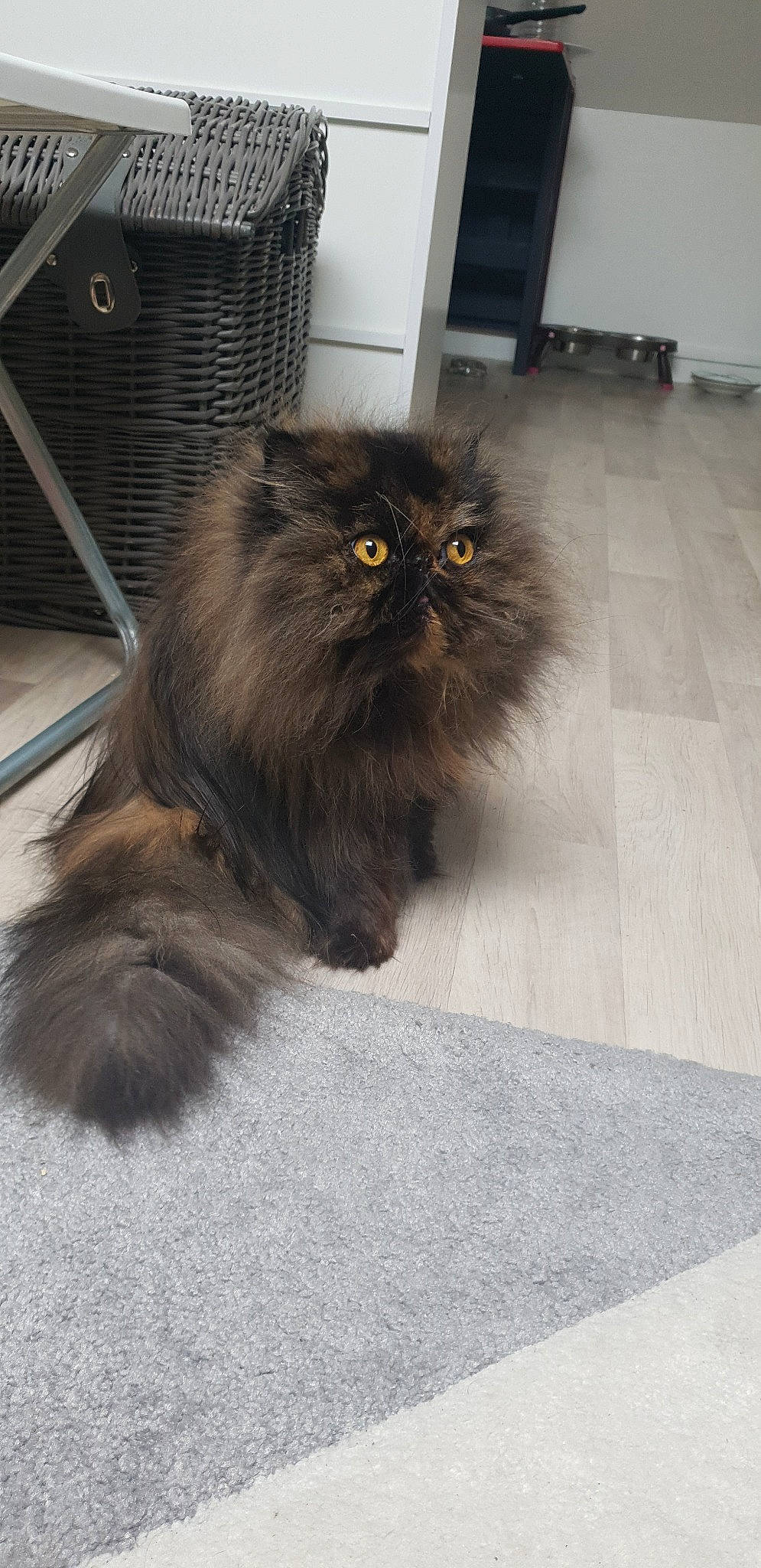 Ophélie a rejoint le concours — aidez-le/la à gagner de superbes lots ! asian_semi_longhair, british_longhair, british_semi_longhair, carnivore, cat, domestic_long_haired_cat, eye, fawn, felidae, fur, himalayan, mammal, norwegian_forest_cat, persian, small_to_medium_sized_cats, vertebrate, whiskers
