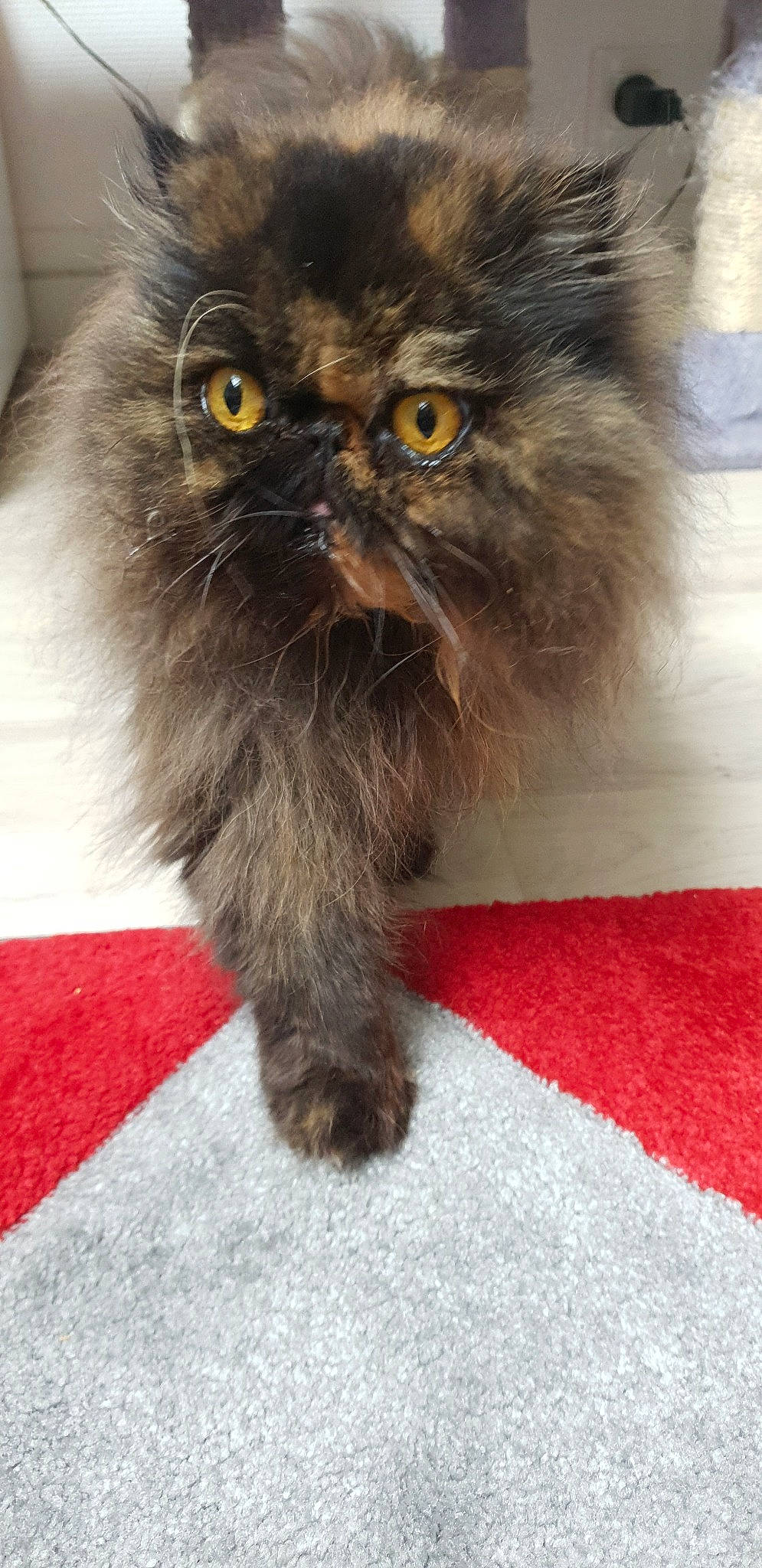 Ophélie participe au concours pour gagner de l'argent avec cette photo : asian_semi_longhair, british_longhair, british_semi_longhair, carnivore, cat, domestic_long_haired_cat, eye, fawn, felidae, fur, himalayan, kitten, mammal, napoleon_cat, norwegian_forest_cat, persian, small_to_medium_sized_cats, snout, vertebrate, whiskers