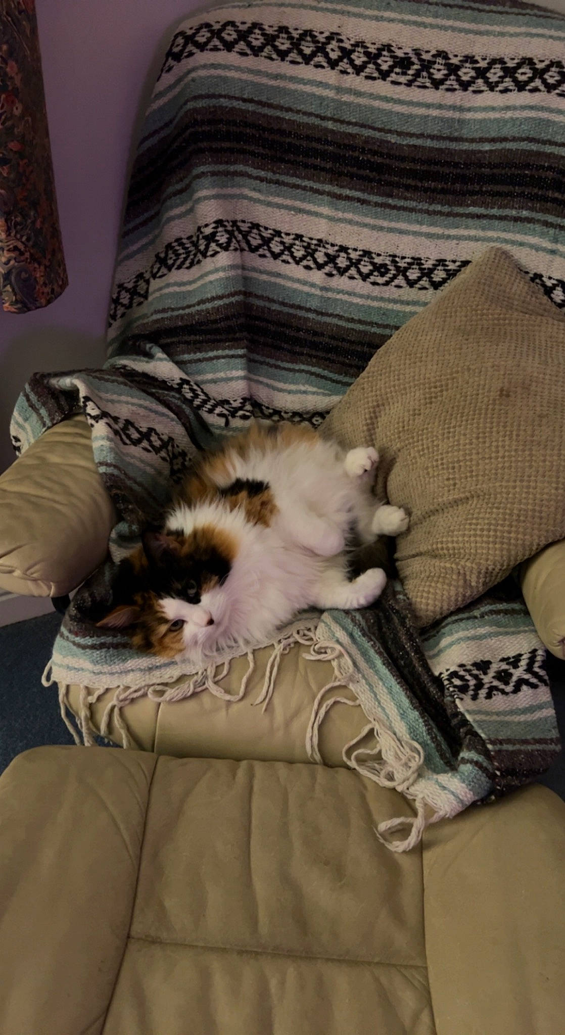 Boo is registered to the contest to win money with this photo: canidae, carnivore, cat, chair, comfort, companion_dog, couch, domestic_short_haired_cat, fawn, felidae, fur, furniture, lap, linens, nap, room, small_to_medium_sized_cats, tail, whiskers, wood