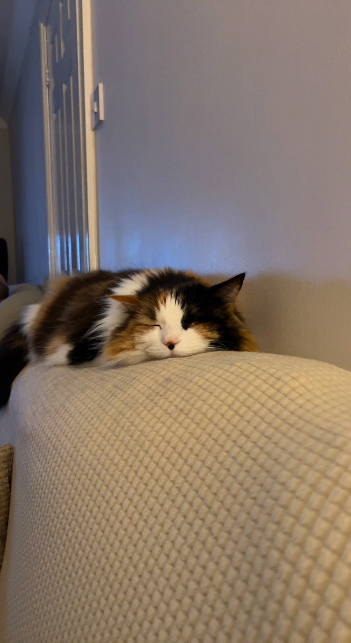 Boo joined the competition — help win amazing prizes! box, cardboard, carnivore, cat, comfort, domestic_short_haired_cat, felidae, floor, flooring, fur, hardwood, packaging_and_labeling, room, small_to_medium_sized_cats, whiskers, wood