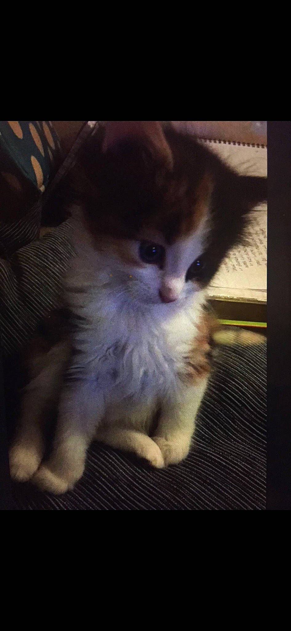 Boo joined the competition — help win amazing prizes! carnivore, cat, claw, comfort, companion_dog, darkness, domestic_short_haired_cat, fawn, felidae, fur, paw, photo_caption, small_to_medium_sized_cats, snout, tail, terrestrial_animal, whiskers, wood