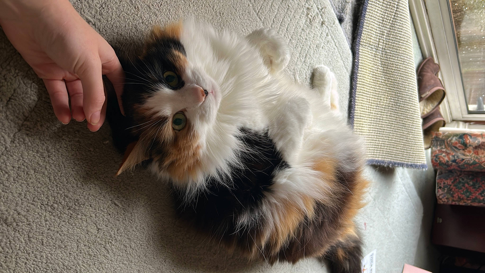 Boo joined the competition — help win amazing prizes! carnivore, cat, claw, comfort, companion_dog, dog_breed, fawn, felidae, foot, fur, natural_material, paw, small_to_medium_sized_cats, tail, whiskers