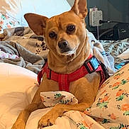 Covi is registered to the contest to win money with this photo: animal, bed, blanket, canine, comfort, cozy, cute, dog, domestic, ears, floral_pattern, fur, indoor, paw, pet, pillow, red_harness, relaxed, rest, snout