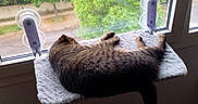 Rocky participe au concours pour gagner de l'argent avec cette photo : animal, building, cat, cozy, daytime, furniture, greenery, indoor, outdoor, pet, relaxed, resting, roof, sleeping, suction_cups, sunlight, tabby_cat, tree, window, window_perch