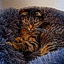 Rocky a rejoint le concours — aidez-le/la à gagner de superbes lots ! cat, tabby, pet, animal, fluffy_bed, cozy, feline, resting, indoor, fur, whiskers, ears, cute, relaxed, mammal, domestic_animal, portrait, comfort, sleeping_area, close_up