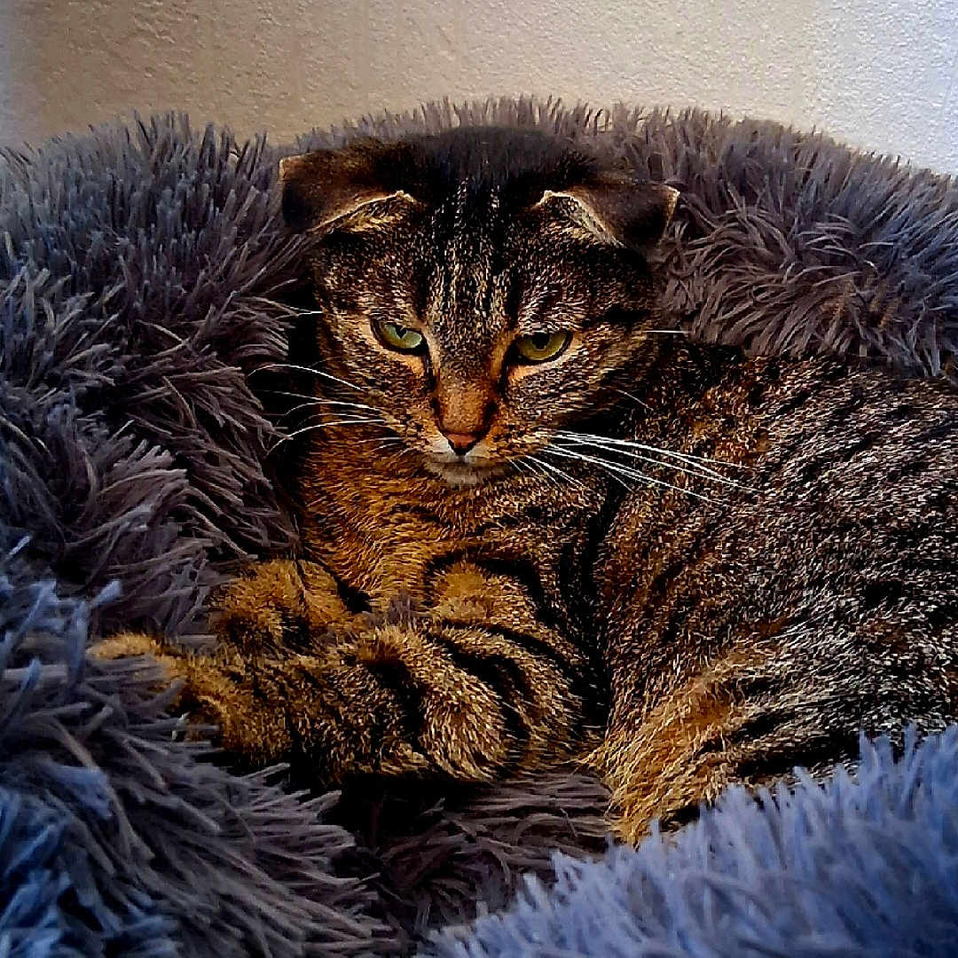 Rocky a rejoint le concours — aidez-le/la à gagner de superbes lots ! animal, cat, close_up, comfort, cozy, cute, domestic_animal, ears, feline, fluffy_bed, fur, indoor, mammal, pet, portrait, relaxed, resting, sleeping_area, tabby, whiskers