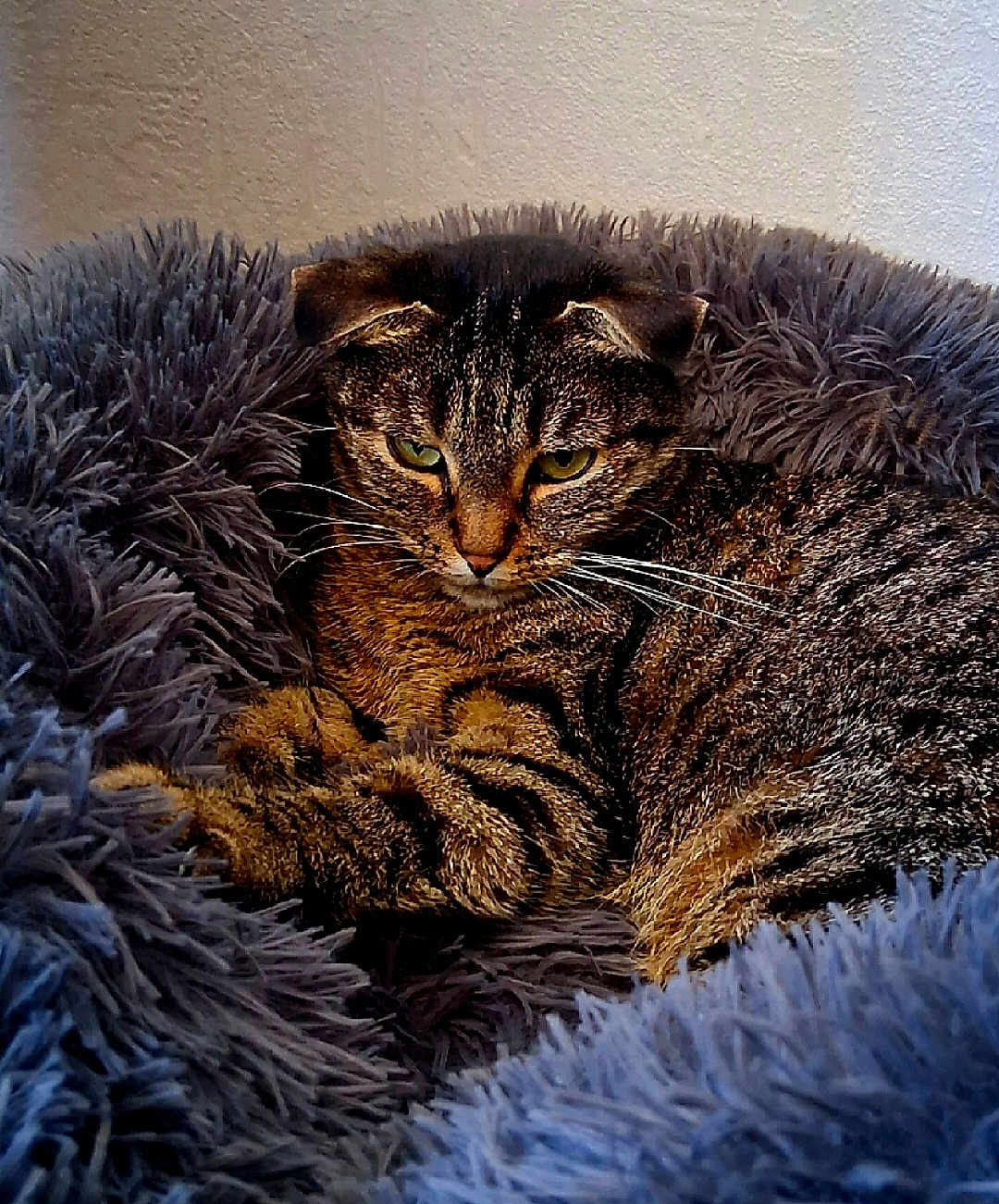 Rocky