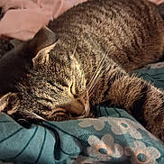 Rocky participe au concours pour gagner de l'argent avec cette photo : cat, tabby, sleeping, cozy, blanket, bedding, indoor, pet, fur, whiskers, relaxed, animal, resting, closeup, striped, cute, nap, comfort, domestic_cat, feline