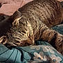 cat, tabby, sleeping, cozy, blanket, bedding, indoor, pet, fur, whiskers, relaxed, animal, resting, closeup, striped, cute, nap, comfort, domestic_cat, feline