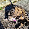 Rocky participe au concours pour gagner de l'argent avec cette photo : animal, cat, closeup, cute, daylight, fur, leash, mammal, nature, outdoor, pavement, pet, playful, relaxed, rolling, shadow, striped, sunlight, tabby, tongue_out