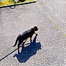 Rocky a rejoint le concours — aidez-le/la à gagner de superbes lots ! animal, cat, collar, concrete, daylight, moss, nature, outdoor, pavement, pet, pipe, quiet, shadow, side_view, solitary, street, sunlight, texture, urban, walking