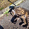 animal, cat, curb, daylight, eyes, fur, gravel, ground, leaf, nature, outdoor, paw, pet, plant, playful, relaxed, shadow, sunlight, tabby_cat, whiskers