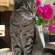 Rocky a rejoint le concours — aidez-le/la à gagner de superbes lots ! animal, cat, close_up, counter, curious, domestic_animal, feline, floral_arrangement, flower_vase, green_eyes, houseplant, indoor, kitchen, pet, pink_roses, portrait, sitting, striped_fur, tabby_cat, whiskers