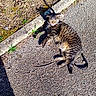 animal, cat, closeup, curb, daylight, grass, leash, nature, outdoor, pavement, pet, relaxing, resting, shadow, small_plant, striped_fur, sunlight, tabby, tongue_out, weed