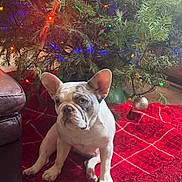 Willow joined the competition — help win amazing prizes! dog, french_bulldog, christmas_tree, christmas_lights, ornament, red_tree_skirt, indoor, pet, floor, wood_floor, holiday, decorations, sitting, cute, animal, festive, greenery, living_room, cozy, house