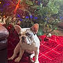 dog, french_bulldog, christmas_tree, christmas_lights, ornament, red_tree_skirt, indoor, pet, floor, wood_floor, holiday, decorations, sitting, cute, animal, festive, greenery, living_room, cozy, house