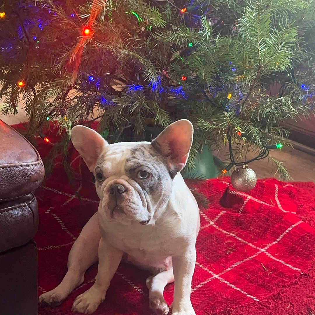 Willow joined the competition — help win amazing prizes! animal, christmas_lights, christmas_tree, cozy, cute, decorations, dog, festive, floor, french_bulldog, greenery, holiday, house, indoor, living_room, ornament, pet, red_tree_skirt, sitting, wood_floor