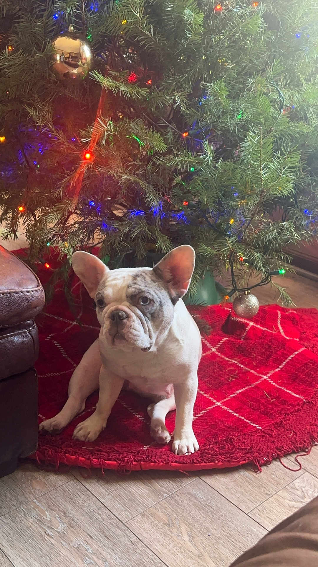 Willow joined the competition — help win amazing prizes! dog, french_bulldog, christmas_tree, christmas_lights, ornament, red_tree_skirt, indoor, pet, floor, wood_floor, holiday, decorations, sitting, cute, animal, festive, greenery, living_room, cozy, house