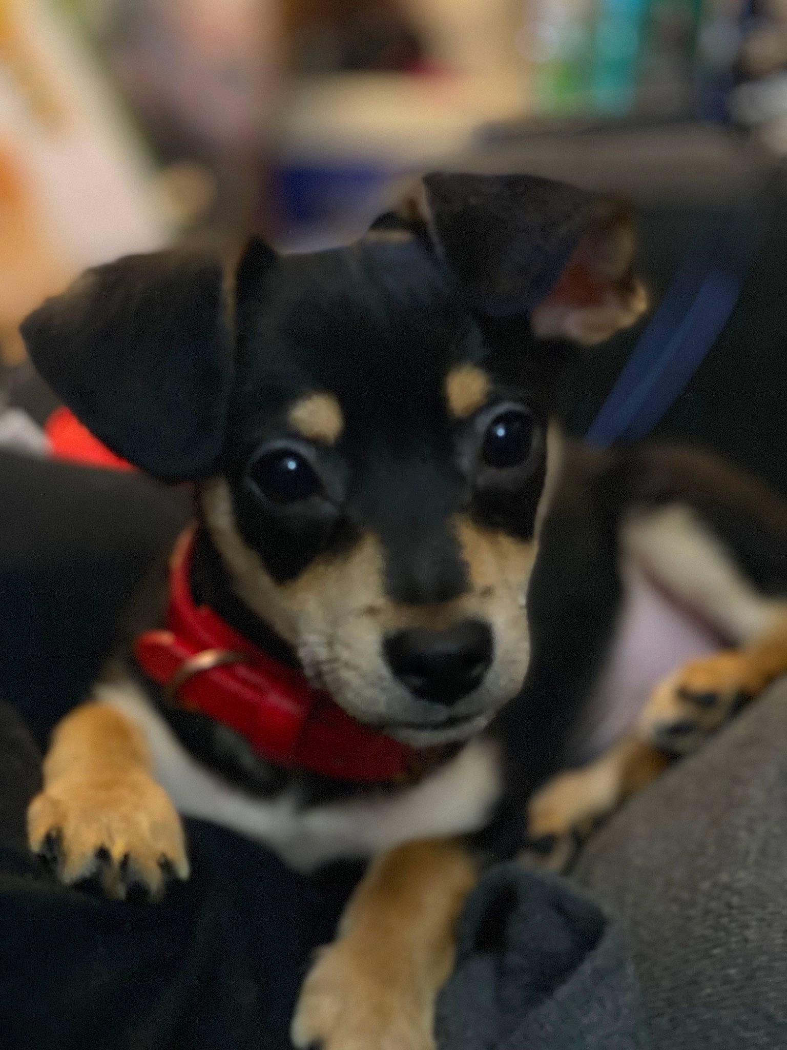 Ace is registered to the contest to win money with this photo: aircraft, canidae, carnivore, clock, collar, companion_dog, dog, dog_breed, dog_collar, fawn, fur, snout, sporting_group, toy_dog, whiskers