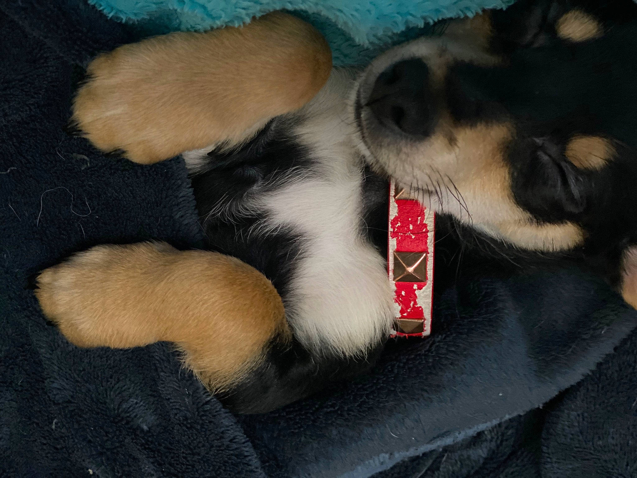 Ace is registered to the contest to win money with this photo: carnivore, claw, collar, comfort, companion_dog, dog, dog_breed, dog_supply, fang, fawn, felidae, foot, fur, paw, pet_supply, small_to_medium_sized_cats, snout, sporting_group, tail, whiskers