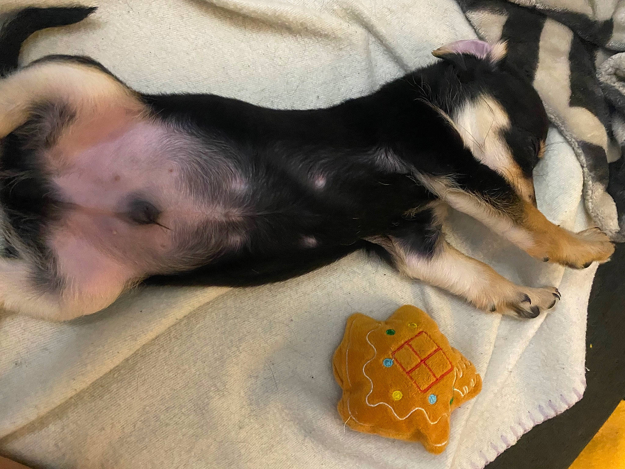 Ace is registered to the contest to win money with this photo: canidae, carnivore, comfort, companion_dog, dog, dog_breed, dog_supply, fawn, fur, guard_dog, mammal, nap, paw, pet_supply, snout, sporting_group, tail, toy_dog, vertebrate, working_animal