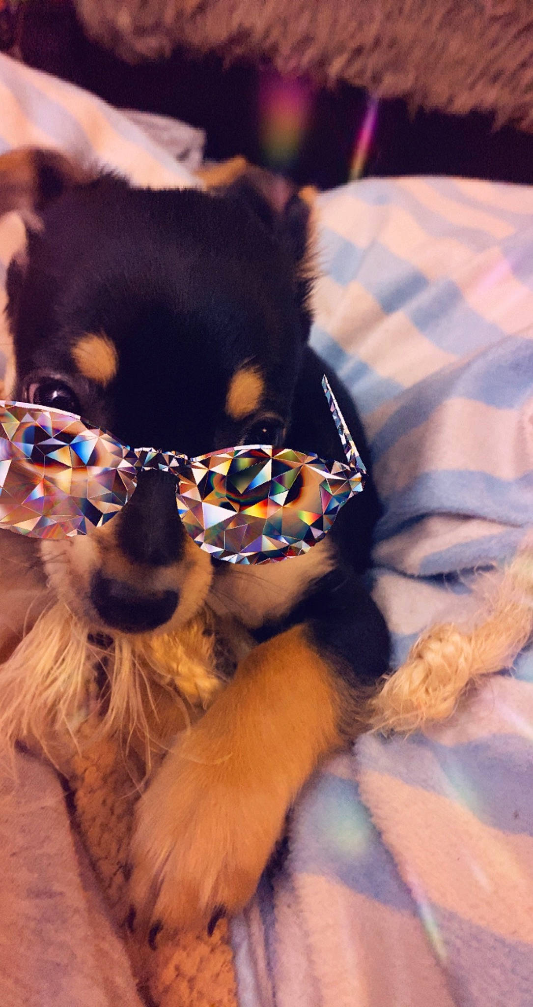 Ace is registered to the contest to win money with this photo: carnivore, companion_dog, dog, dog_breed, dog_clothes, electric_blue, eyewear, fawn, felidae, glasses, goggles, personal_protective_equipment, snout, sunglasses, textile, toy_dog, vertebrate, vision_care, whiskers, working_animal