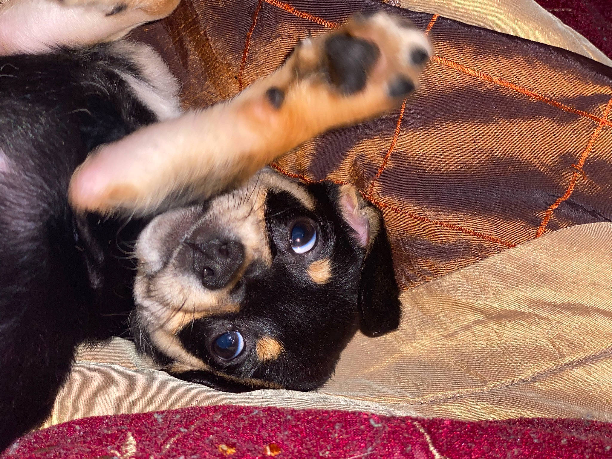 Ace is registered to the contest to win money with this photo: canidae, carnivore, claw, comfort, companion_dog, dog, dog_breed, fawn, felidae, fur, mammal, paw, snout, sporting_group, tail, terrestrial_animal, vertebrate, whiskers, wood, working_animal