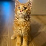 Adagio a rejoint le concours — aidez-le/la à gagner de superbes lots ! kitten, cat, orange_cat, fluffy, pet, animal, indoor, wooden_floor, cute, whiskers, ears, fur, sitting, young_cat, curious, portrait, domestic_cat, feline, small, adorable