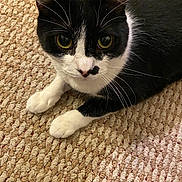 Chester is registered to the contest to win money with this photo: cat, black_and_white, yellow_eyes, carpet, texture, whiskers, paw, pet, indoor, close_up, fur, animal, cute, curious, lying_down, face, mammal, domestic, feline, resting