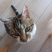 Minouche a rejoint le concours — aidez-le/la à gagner de superbes lots ! cat, tabby, pet, whiskers, floor, wooden_floor, indoor, curious, looking_up, close_up, animal, feline, ears, eyes, tail, home, domestic, cute, mammal, young_cat