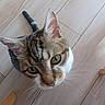 cat, tabby, pet, whiskers, floor, wooden_floor, indoor, curious, looking_up, close_up, animal, feline, ears, eyes, tail, home, domestic, cute, mammal, young_cat