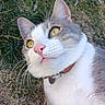 cat, animal, pet, grass, outdoor, close_up, yellow_eyes, pink_nose, collar, whiskers, fur, mammal, nature, portrait, cute, relaxed, looking_up, daylight, domestic_cat, lying_down