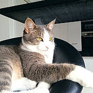 Eiko participe au concours pour gagner de l'argent avec cette photo : cat, gray_cat, white_cat, yellow_eyes, relaxed, lounging, chair, black_leather, indoor, modern_kitchen, furniture, pet, mammal, domestic_animal, whiskers, fur, paw, ear, natural_light, contemporary