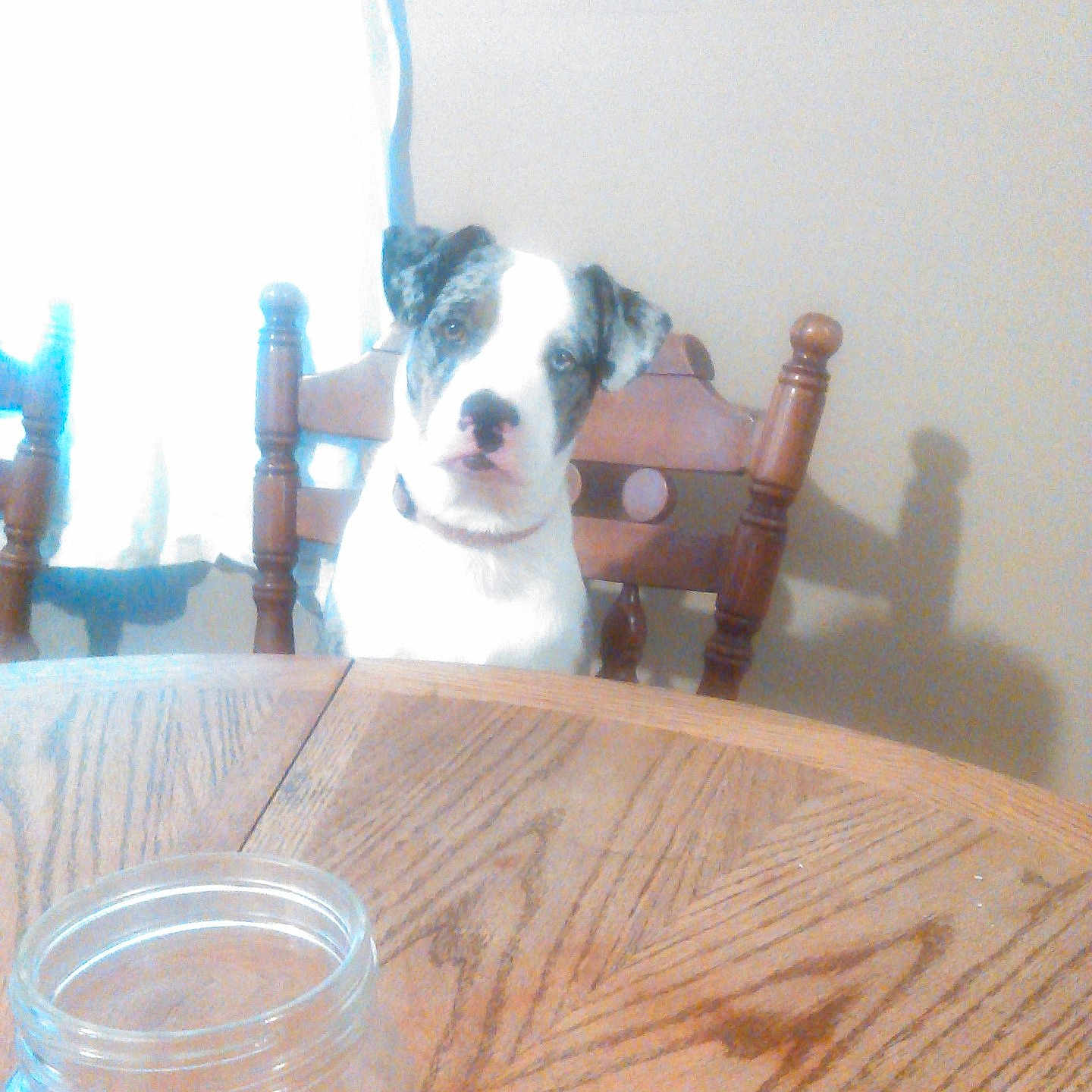 Princess is registered to the contest to win money with this photo: animal, architecture, building, canine, chair, diningroom, diningtable, dog, furniture, hardwood, hound, indoors, interiordesign, jar, pet, plywood, puppy, room, table, wood