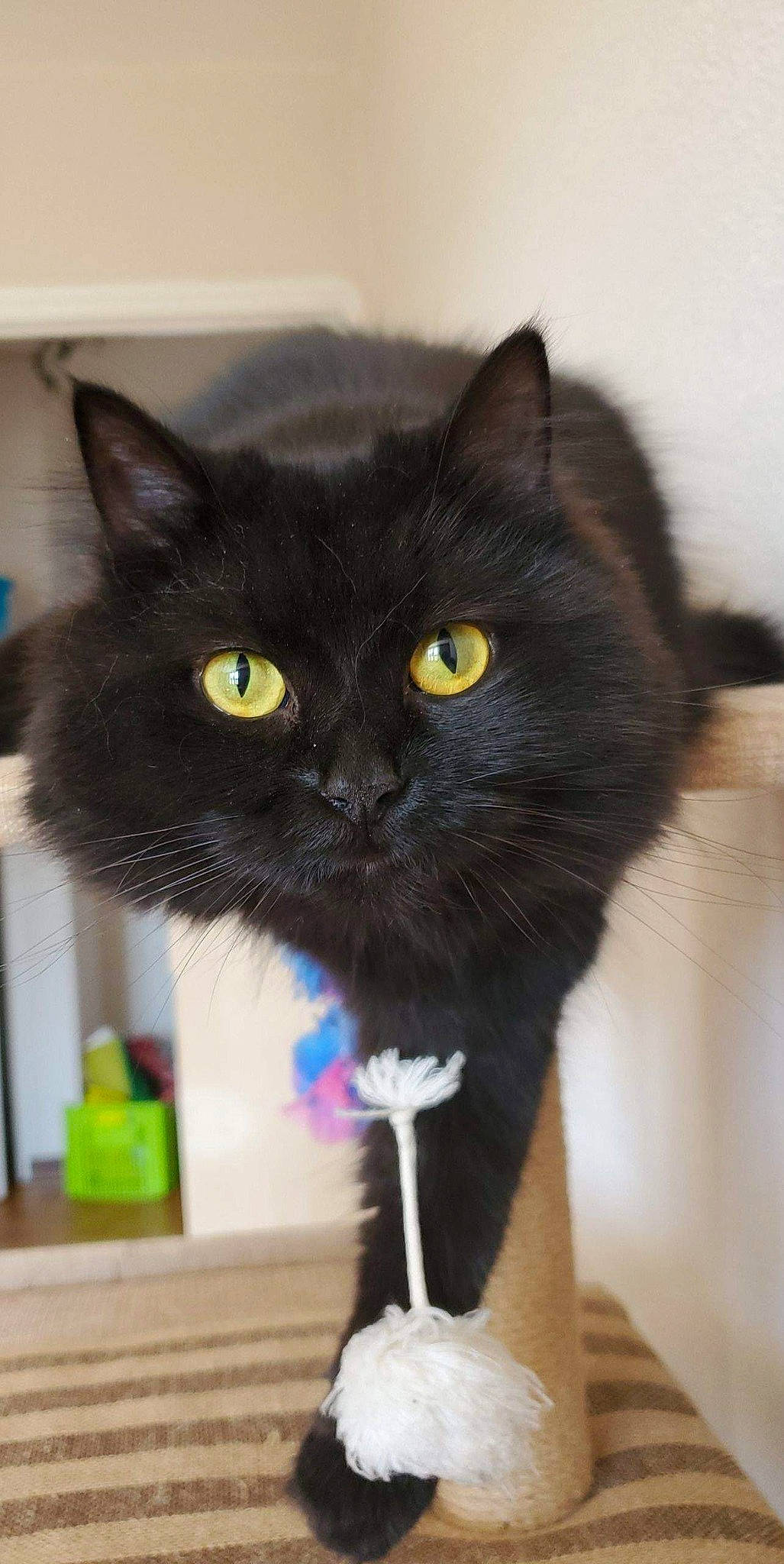 One a rejoint le concours — aidez-le/la à gagner de superbes lots ! asian, black_cat, bombay, british_shorthair, carnivore, cat, domestic_long_haired_cat, domestic_short_haired_cat, felidae, korat, mammal, nebelung, polydactyl_cat, small_to_medium_sized_cats, tail, vertebrate, whiskers