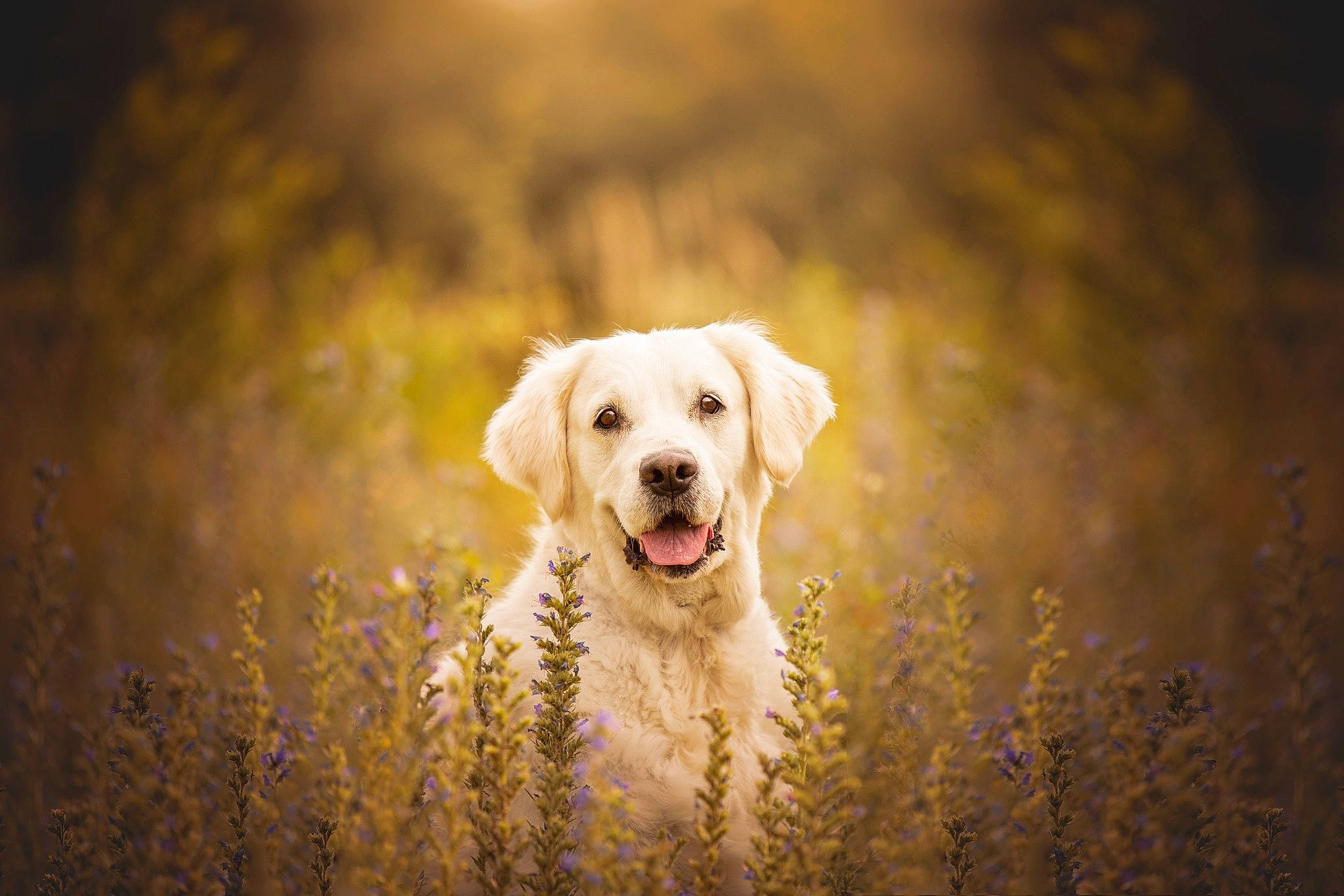 Gloria a rejoint le concours — aidez-le/la à gagner de superbes lots ! backlighting, canidae, carnivore, cloud, companion_dog, dog, dog_breed, flash_photography, grass, gun_dog, happy, landscape, morning, people_in_nature, plant, sky, snout, sporting_group, sunlight, tree