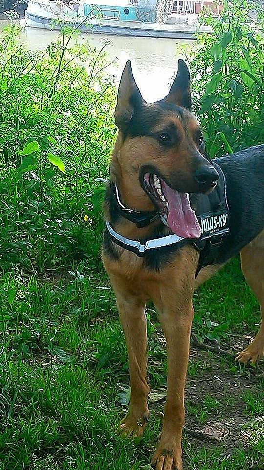 Kenny participe au concours pour gagner de l'argent avec cette photo : canidae, canis_panther, carnivore, dobermann, dog, dog_breed, fawn, mammal, rare_breed_dog, snout, vertebrate, working_dog